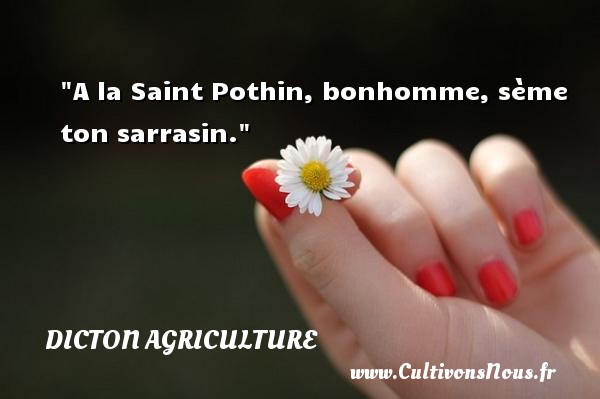 A la Saint Pothin, bonhomme, sème ton sarrasin. DICTON AGRICULTURE