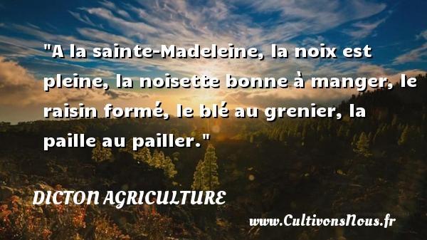 A la sainte-Madeleine, la noix est pleine, la noisette bonne à manger, le raisin formé, le blé au grenier, la paille au pailler. DICTON AGRICULTURE