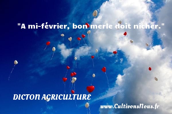 A mi-février, bon merle doit nicher. DICTON AGRICULTURE