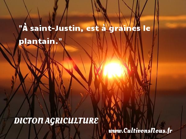 À saint-Justin, est à graines le plantain. DICTON AGRICULTURE