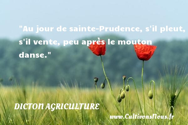 Au jour de sainte-Prudence, s il pleut, s il vente, peu après le mouton danse. DICTON AGRICULTURE