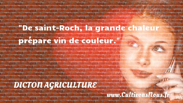 De saint-Roch, la grande chaleur prépare vin de couleur. DICTON AGRICULTURE