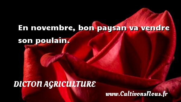 En novembre, bon paysan va vendre son poulain. DICTON AGRICULTURE