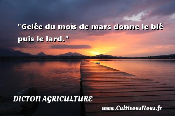 Gelée du mois de mars donne le blé puis le lard. DICTON AGRICULTURE