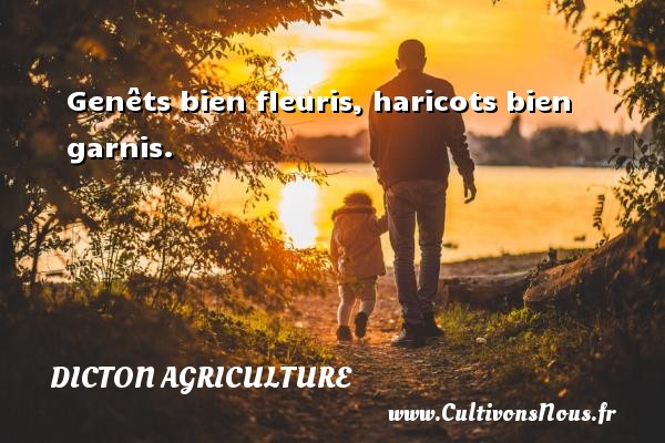 Genêts bien fleuris, haricots bien garnis. DICTON AGRICULTURE