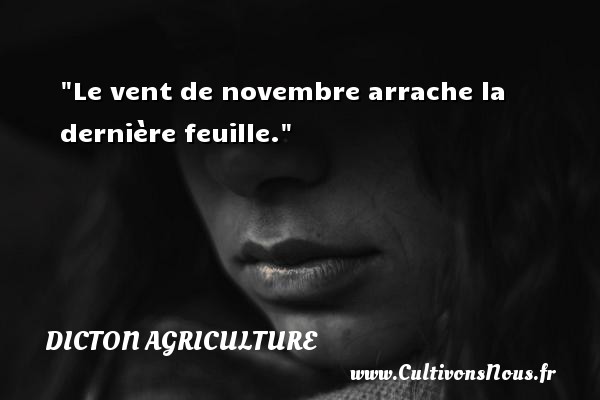 Le vent de novembre arrache la dernière feuille. DICTON AGRICULTURE