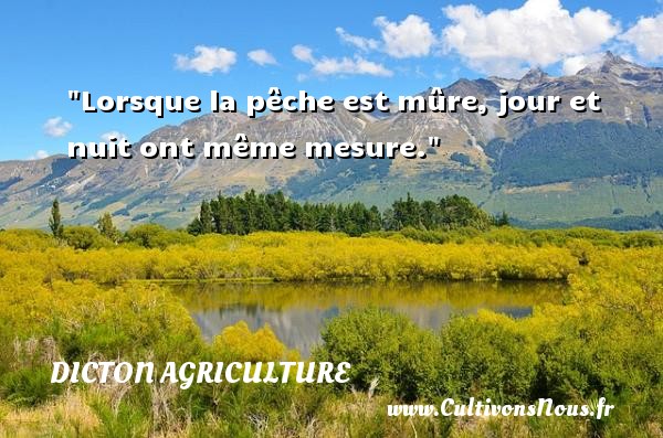 Lorsque la pêche est mûre, jour et nuit ont même mesure. DICTON AGRICULTURE