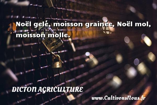 Noël gelé, moisson grainée, Noël mol, moisson molle. DICTON AGRICULTURE