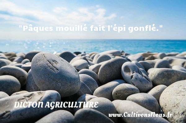 Pâques mouillé fait l épi gonflé. DICTON AGRICULTURE