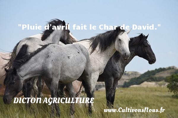 Pluie d avril fait le Char de David. DICTON AGRICULTURE