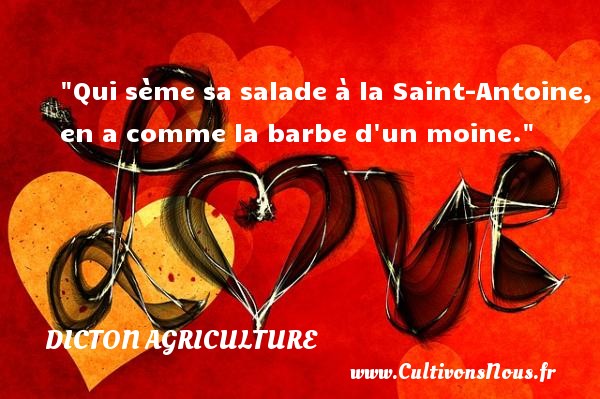 Qui sème sa salade à la Saint-Antoine, en a comme la barbe d un moine. DICTON AGRICULTURE