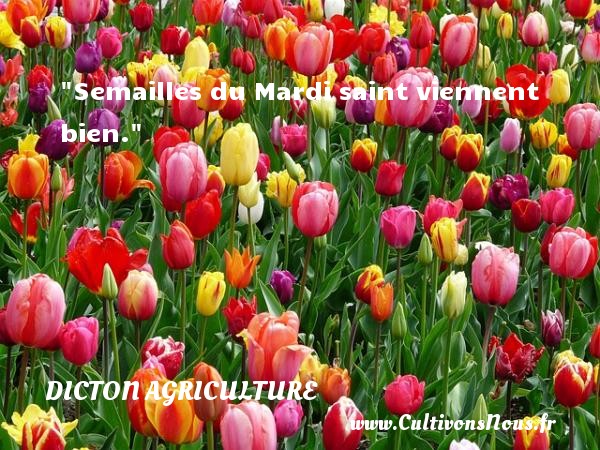 Semailles du Mardi saint viennent bien. DICTON AGRICULTURE