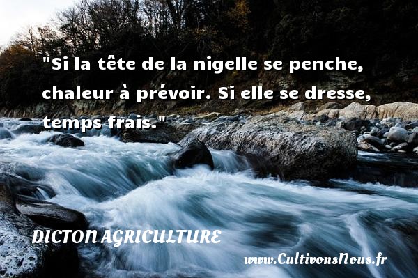 Si la tête de la nigelle se penche, chaleur à prévoir. Si elle se dresse, temps frais. DICTON AGRICULTURE