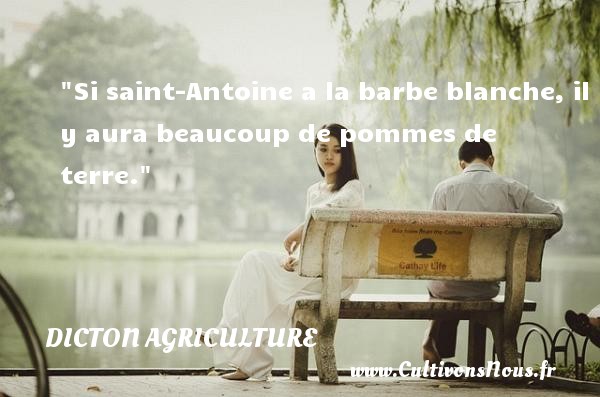 Si saint-Antoine a la barbe blanche, il y aura beaucoup de pommes de terre. DICTON AGRICULTURE