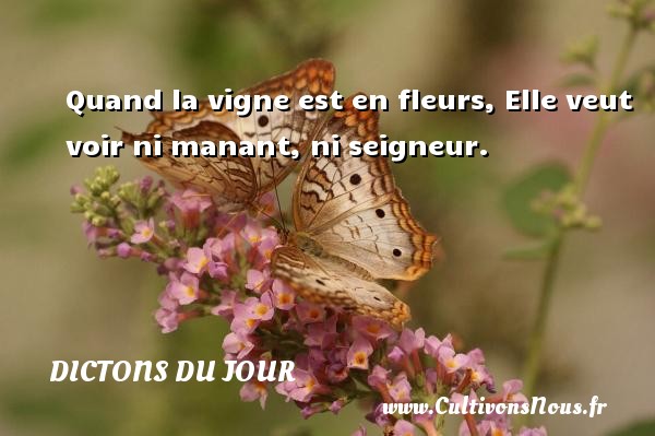 Quand la vigne est en fleurs, Elle veut voir ni manant, ni seigneur. DICTONS DU JOUR